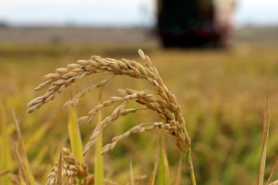 TMO, baldo, cammeo ve Osmancık çeltik alım fiyatlarını belirledi