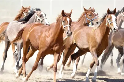 "100 milyon TL'lik tay kayıp" denilmişti... TİGEM'den açıklama geldi!