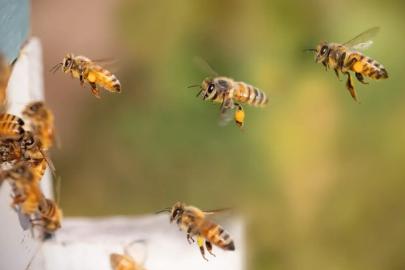 Bilim insanları, bal arılarından ilham alarak GPS sistemleri geliştiriyor