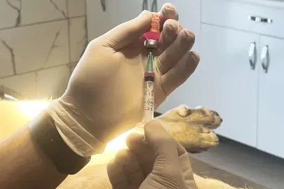 İstanbul Valiliği: Kentte son kuduz vakası 19 yıl önce görüldü