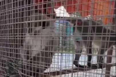 Denizli’de üç örümcek maymunu koruma altında