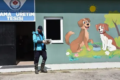 Sahipsiz hayvanlar yalnız değil