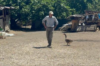 Komşusu "kesip köpeğe yedirin" diyerek vermiş. Ölmek üzereyken zeytinyağıyla kurtardı