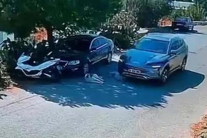 Bodrum'da bir sürücü iki köpeği ezdi, yoluna devam etti