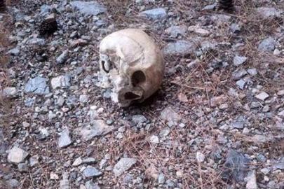 Gazipaşa'da ormanda kafatası bulundu, incelemeye alındı