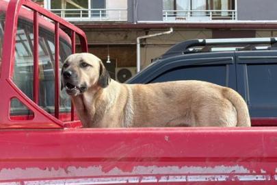 Kamyonetin kasasına çıktı, bir daha peşini bırakmadı! Artvin'de sıra dışı dostluk