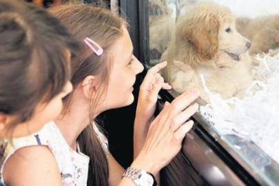 Köpek satışına bakanlık uyarısı