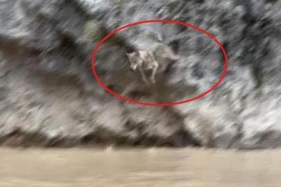Görüntüler Türkiye'den! Vahşi doğa belgesellerini aratmadı: İşte kurtlarla yaban keçilerinin amansız mücadelesi