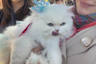 Tokat’ta kediler podyuma çıktı! 'En Süslü' ve 'En Bakımlı' kedi seçildi